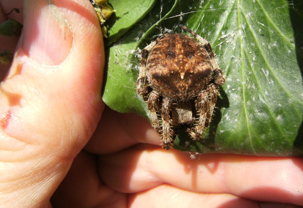 Araneus angulatus